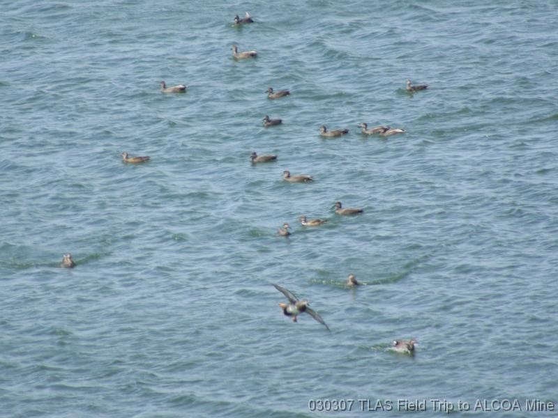 Gadwall coming in for landing 